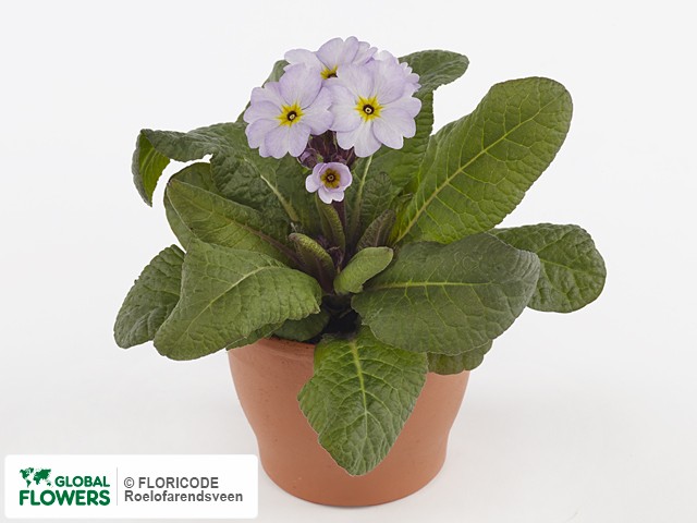 Примула высокая "Gold Nugget Light Purple"