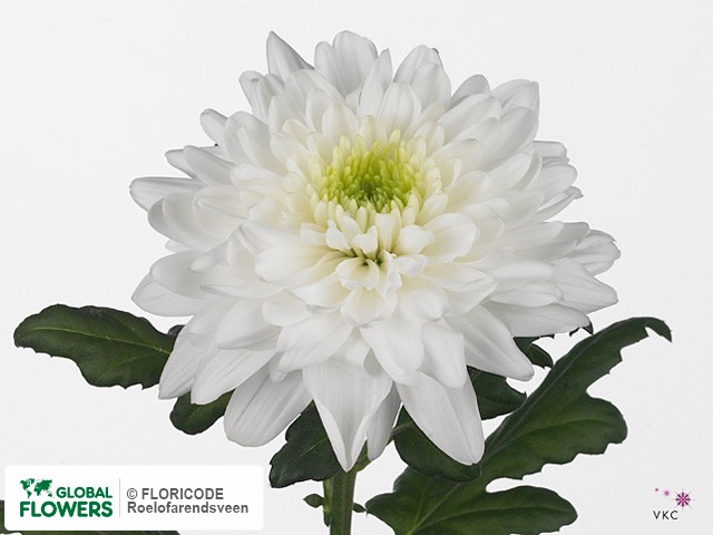 Photo Chrysanthemum (Indicum Grp) geplozen 'Arctic Queen'.