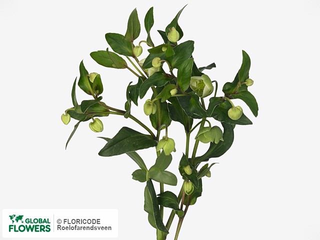 Photo Helleborus Magnificent Bells Helleborus Magnificent Bells