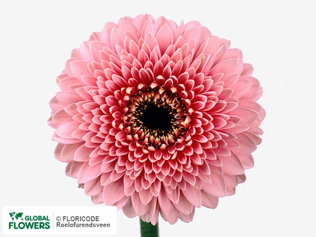 Photo Gerbera mini 'Disney'.