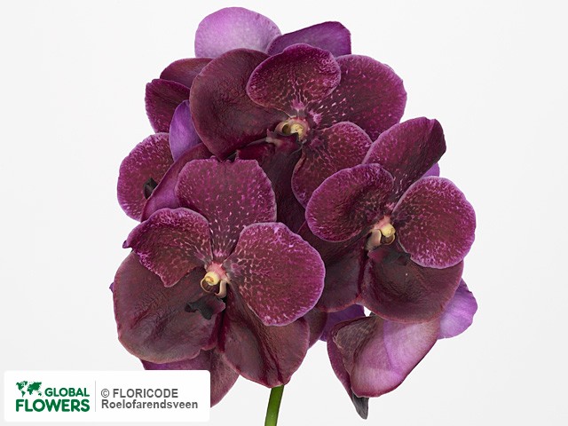 Фото вида Ванда "Roberts Delight Purple Violet Beauty".