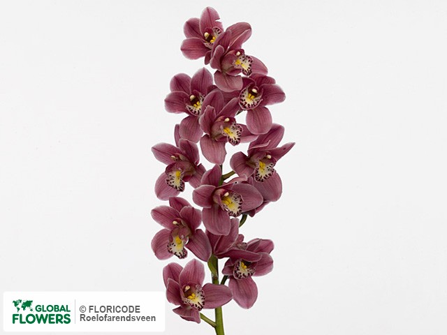 Фото вида Цимбидиум мини "Rincon Fairy Pink Perfection".