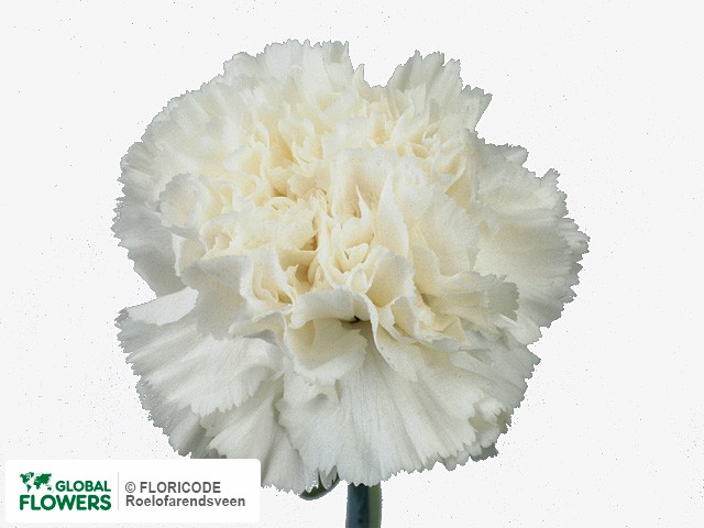 Photo Dianthus standaard 'Dover'.