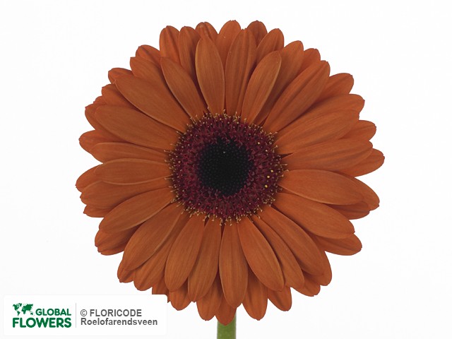 Photo Gerbera mini Browny.