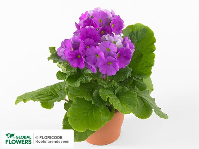 Фото вида Примула обратноланцетная "Embrace F1 Lilac".
