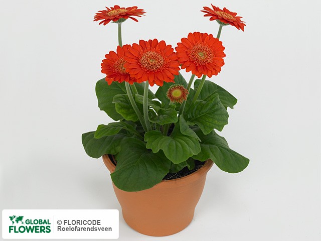 Photo Gerbera Durora Deep Orange.