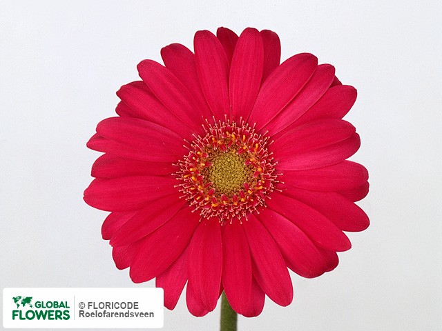 Photo Gerbera mini Issey.