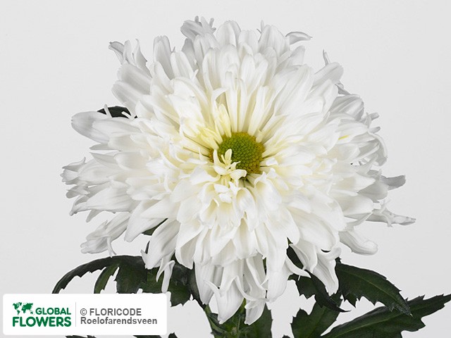 Photo Chrysanthemum (Indicum Grp) geplozen Spinelli.