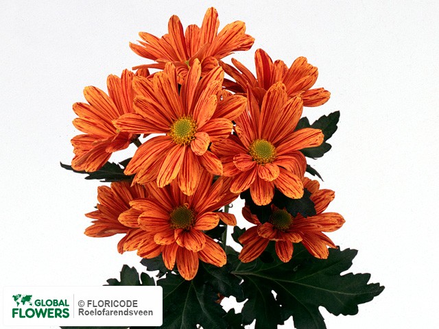 Photo Chrysanthemum (Indicum Grp) tros Artist Orange.