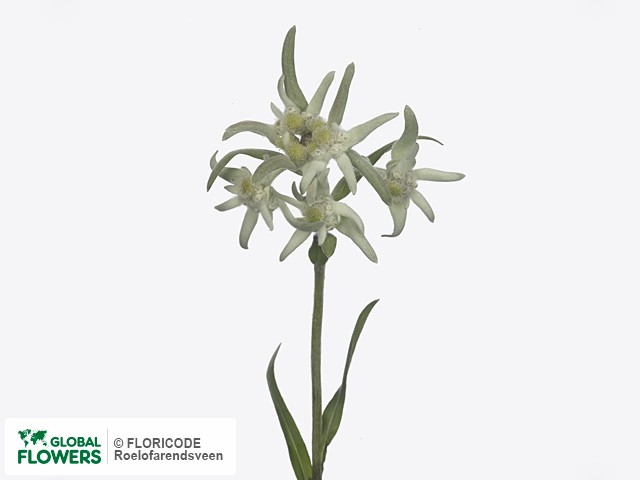 Фото вида Эдельвейс альпийский "Blossom of Snow".