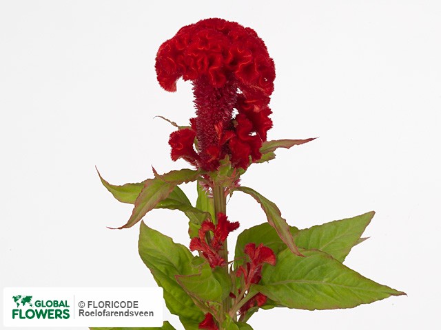 Photo Celosia argentea (Cristata Grp) 'Captain Scarlet'.