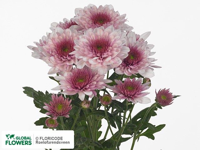 Photo Chrysanthemum (Indicum Grp) tros Podolsk.