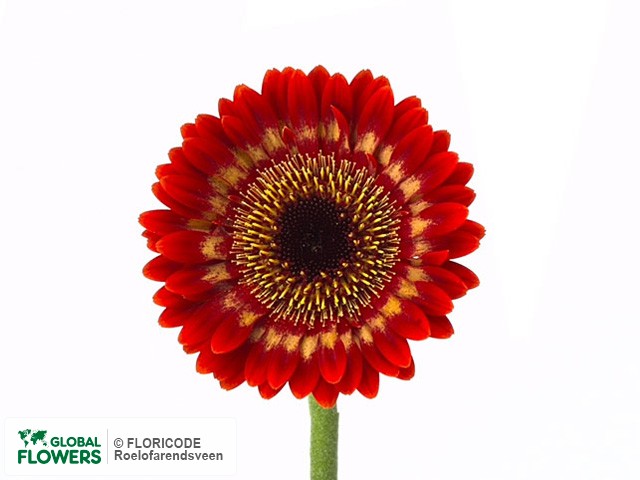 Photo Gerbera mini Ring of Fire.