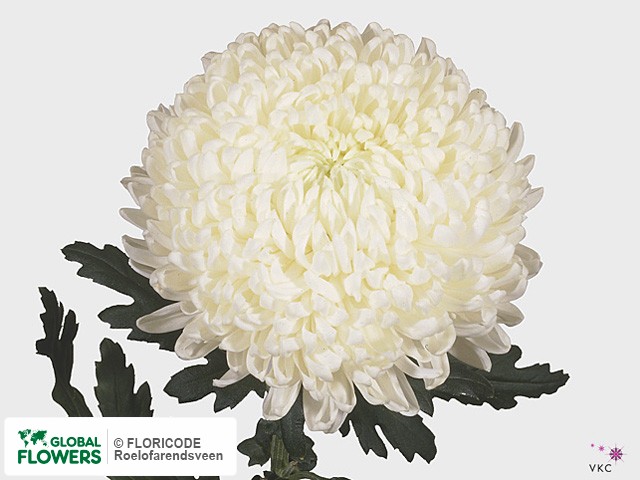 Photo Chrysanthemum (Indicum Grp) geplozen 'Snowdon'.