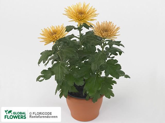 Photo Chrysanthemum (Indicum Grp) 'Anastasia Bronze'.