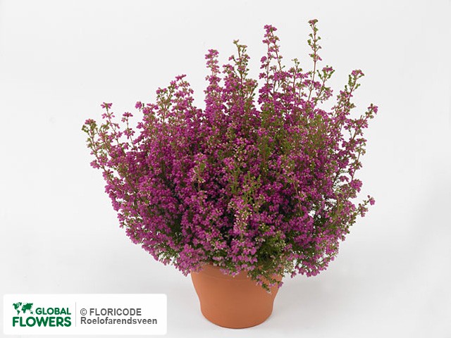 Фото вида Эрика изящная "Mr. Maldeno".