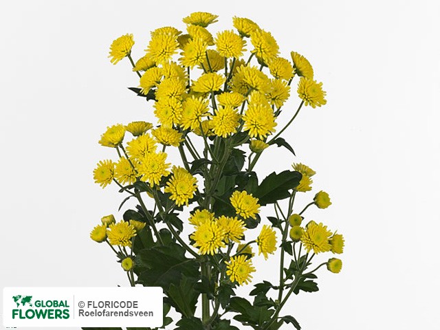 Photo Chrysanthemum (Indicum Grp) tros 'Stallion Yellow'.