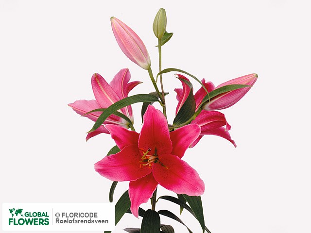 Photo Lilium (Oriental Grp) 'Soldera'.