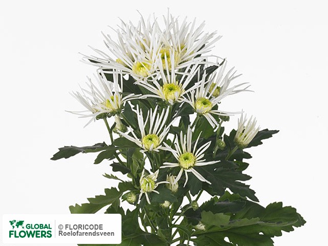 Photo Chrysanthemum (Indicum Grp) tros 'Vesuvio Green'.