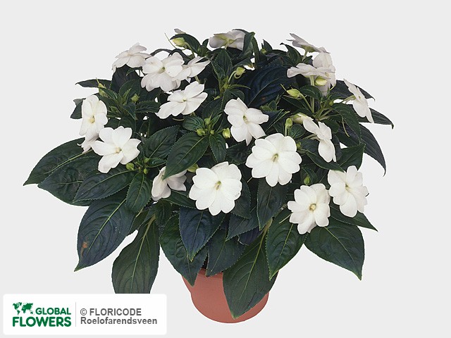 Фото вида Недотрога Новая Гвинея "Colorpower White".