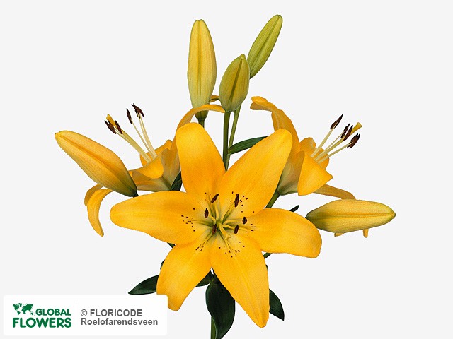 Photo Lilium (LA-hybrids Grp) 'Aladdin`s Glow'.