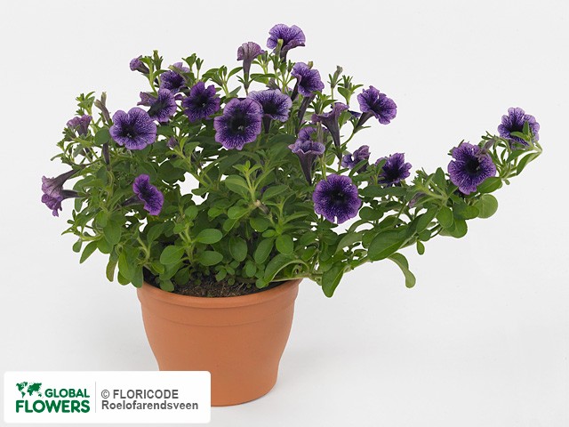 Photo Petunia Littletunia Blue Vein | Global Flowers