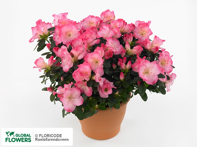 Photo Rhododendron (Simsii Grp) Hortinno Princes Pinky | Global Flowers