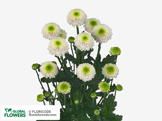 Photo Chrysanthemum (Indicum Grp) tros Nika.