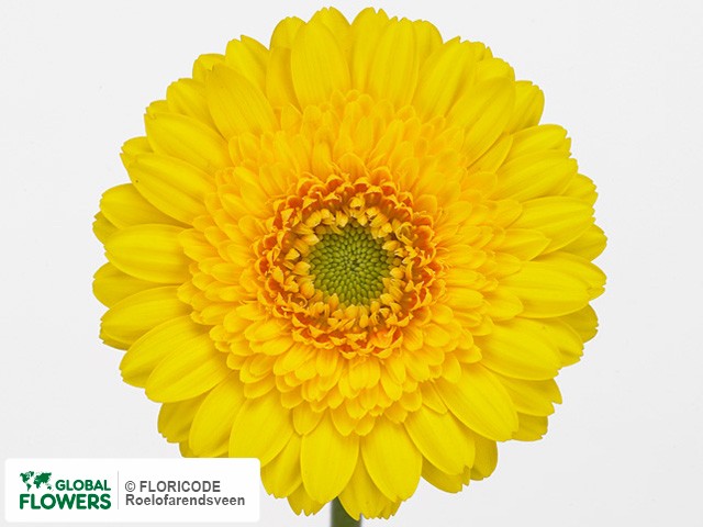 Photo Gerbera mini 'Sirocco'.