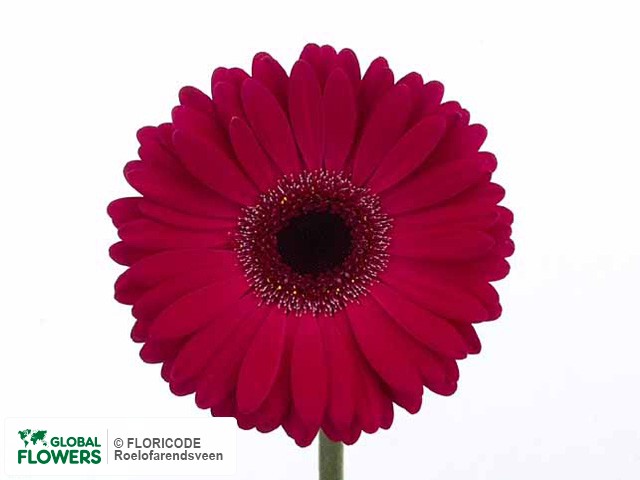 Photo Gerbera grootbloemig 'Cruiser'.