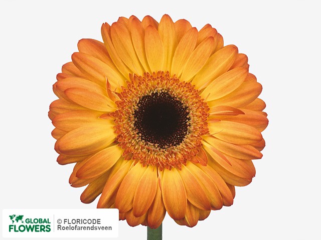 Photo Gerbera grootbloemig Classic Fabio.