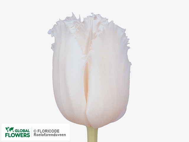 Photo Tulipa (Fringed Grp) 'R?desa'.