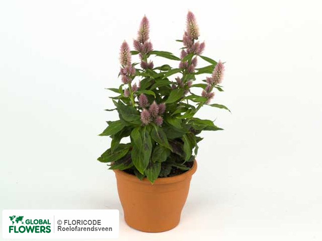 Photo Celosia 'Marakay'.