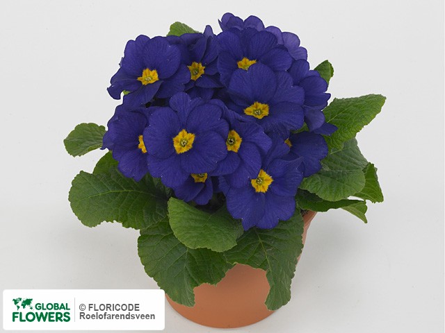Примула акаулис "Paradiso Mid-Early Blue"