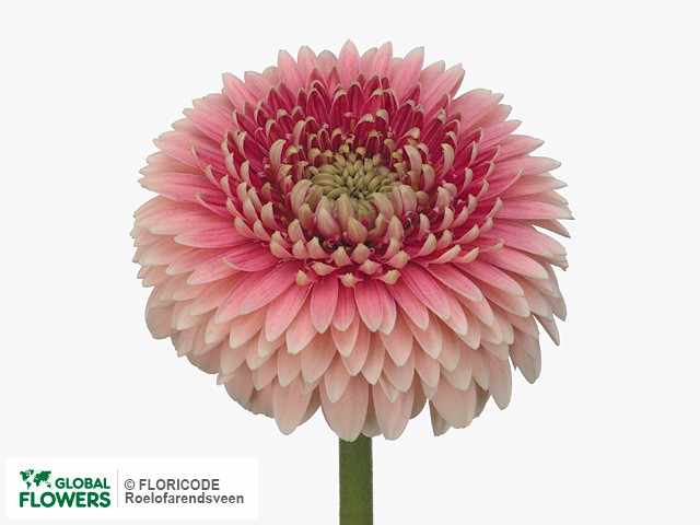 Photo Gerbera mini bolvormig Gerrondo Terra Posh.