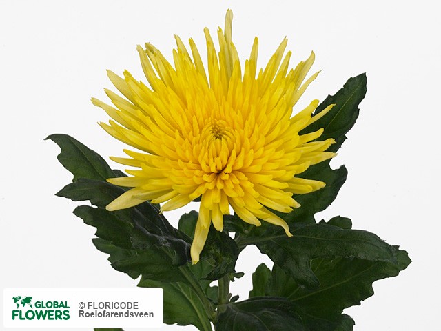 Photo Chrysanthemum (Indicum Grp) geplozen Anastasia Sunny.