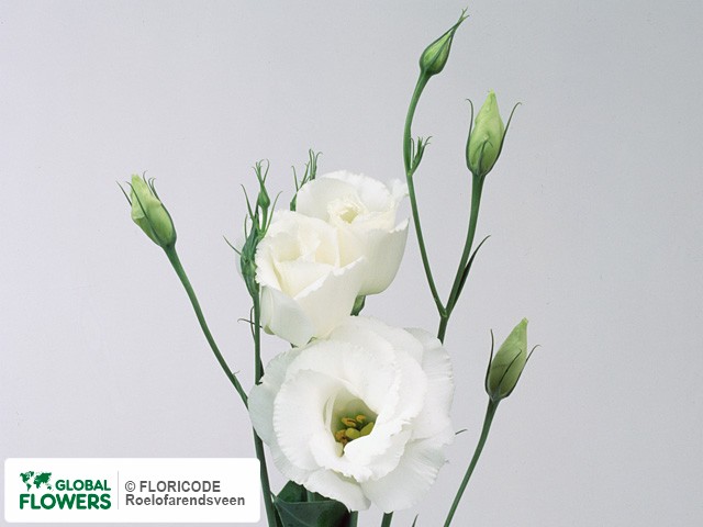 Photo Eustoma russellianum gevuldbloemig 'Challenge Wit'.