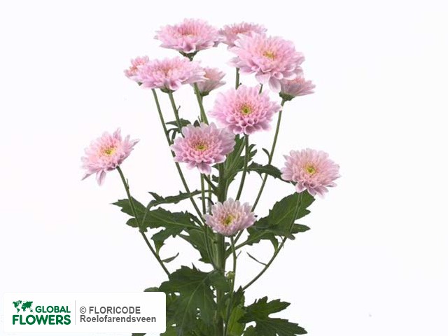 Photo Chrysanthemum (Indicum Grp) tros 'Posh Pink'.