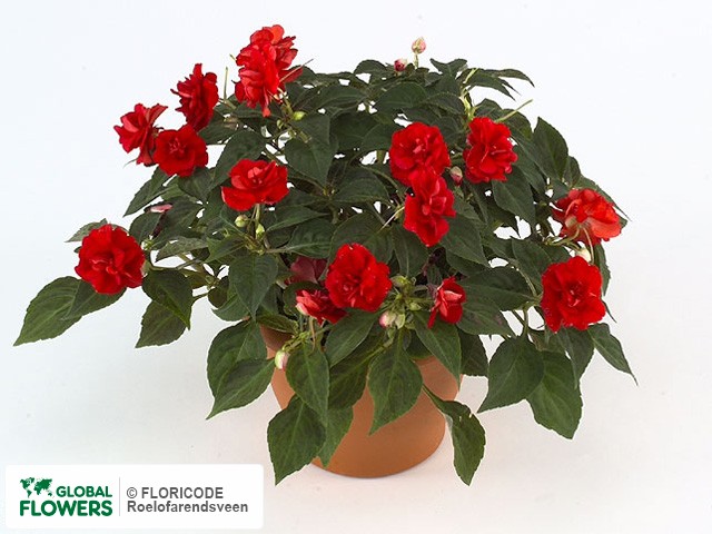 Фото вида Недотрога Уоллера "Fiesta Salsa Red Improved".