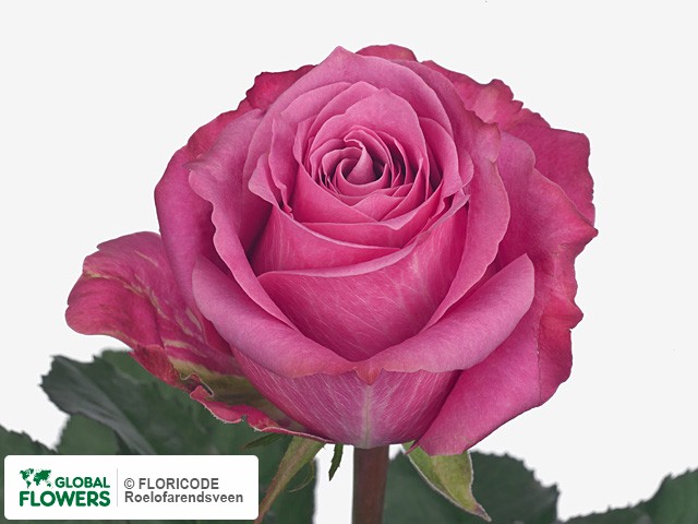 Фото вида Роза крупноцветковая "Capture".
