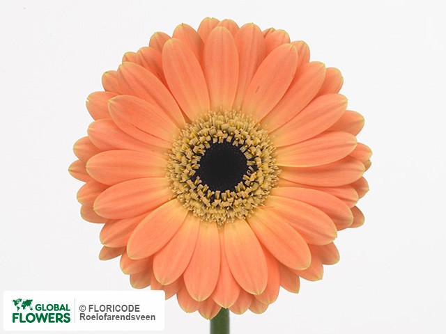 Photo Gerbera mini 'Moody'.