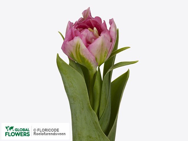 Photo Tulipa (Double Early Grp) 'Desirelle' | Global Flowers