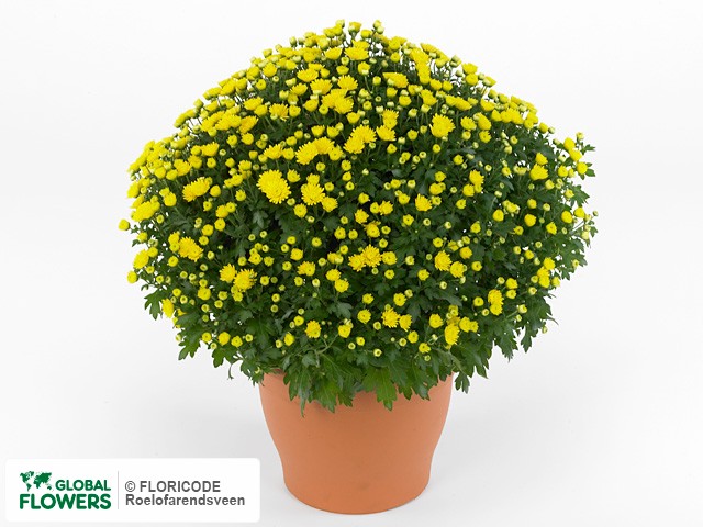 Хризантема индийская "Jasoda Dark Yellow"