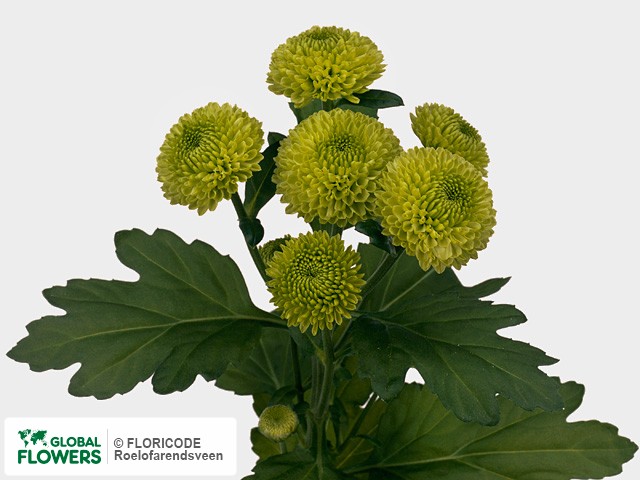 Photo Chrysanthemum (Indicum Grp) tros 'Balloon'.