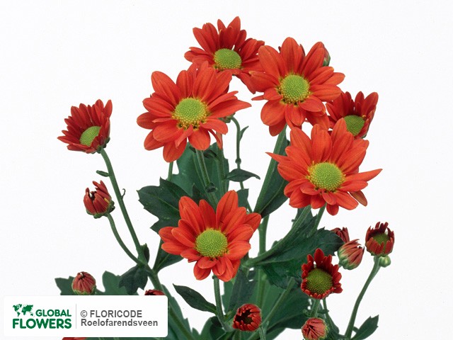 Photo Chrysanthemum (Indicum Grp) tros santini 'Red Famke'.