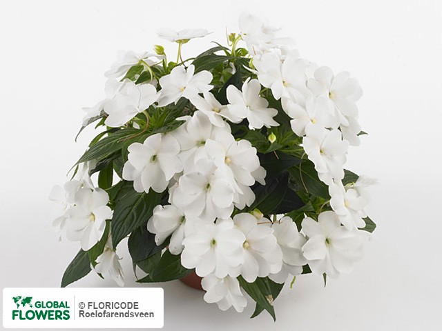 Фото вида Недотрога Новая Гвинея "Celebration White".