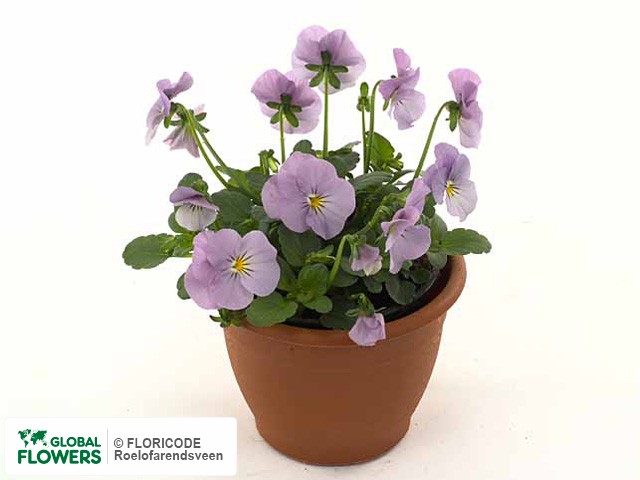 Фиалка рогатая "Evo Mini F1 Lavender Pink"