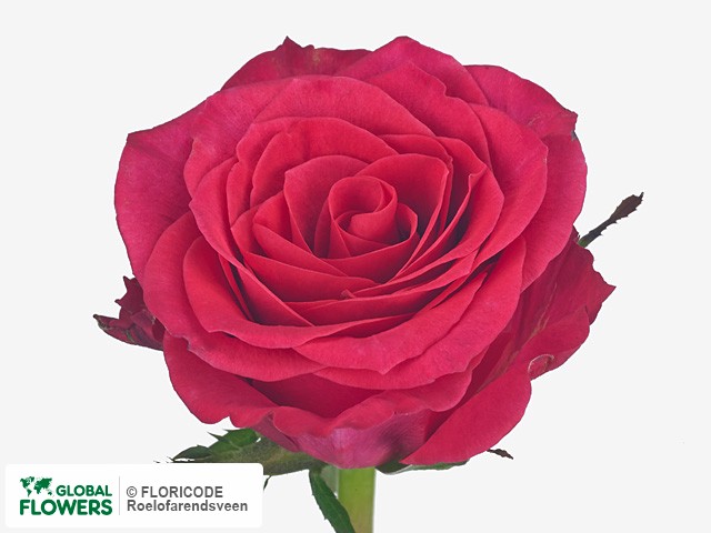 Фото вида Роза крупноцветковая "Le Prince".