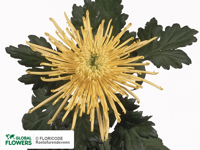 Photo Chrysanthemum (Indicum Grp) geplozen 'Yellow Spider'.