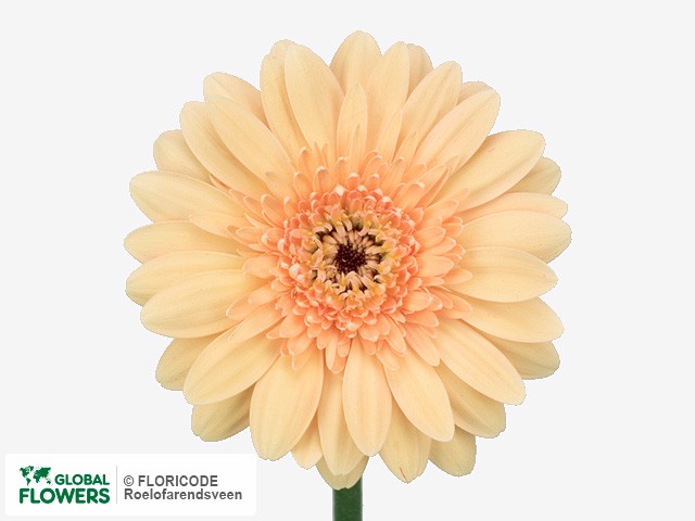 Photo Gerbera mini 'Inger'.